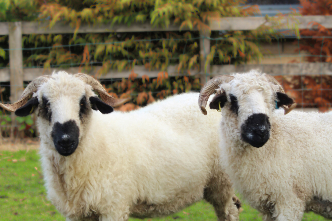New Farm Additions - Ripley St Thomas